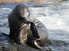 Sea Lion Image